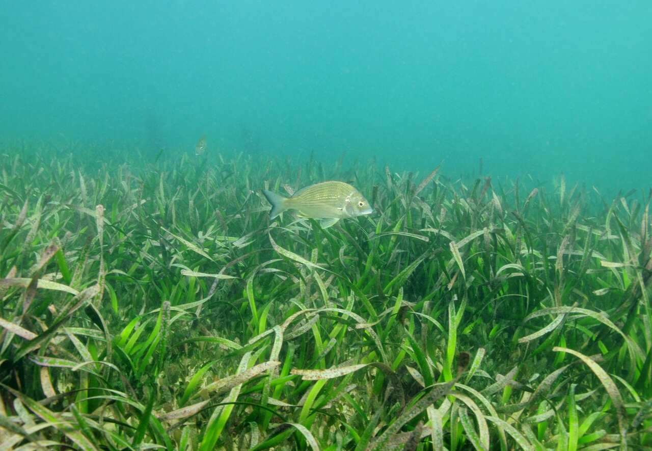 Bream+swimming+over+Posidonia_Dave Harsti.jpg