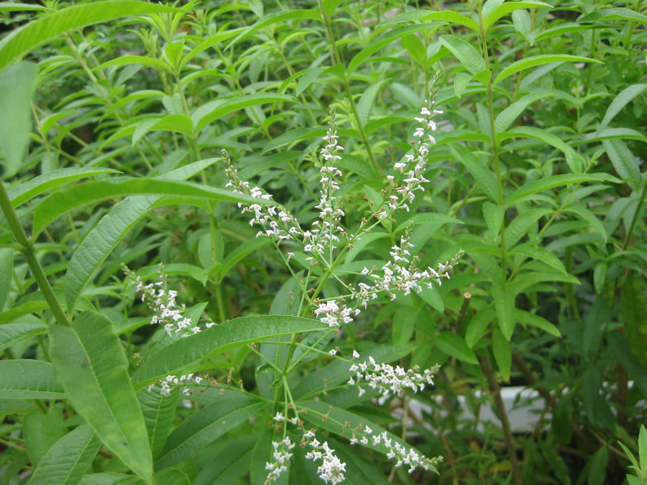 lemon-verbena-Aloysia-triphylla.jpg