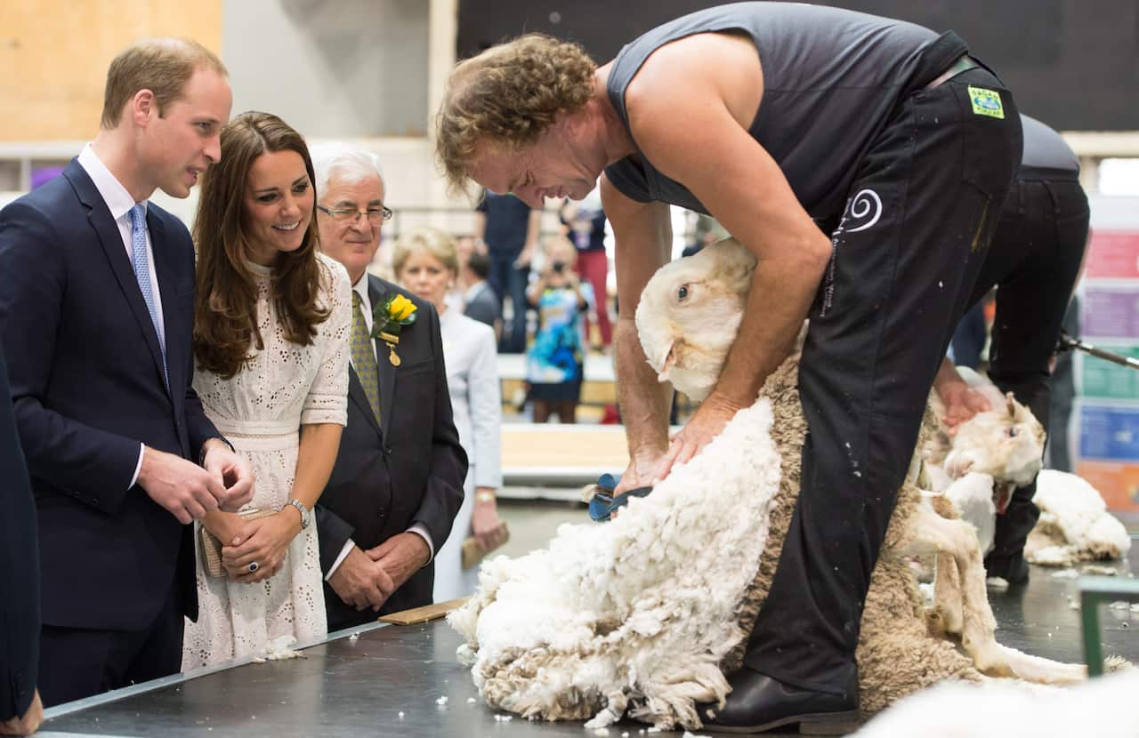 Prince William and Princess Kate watch as a shearer demonstrates his trade on a sheep during an official visit.