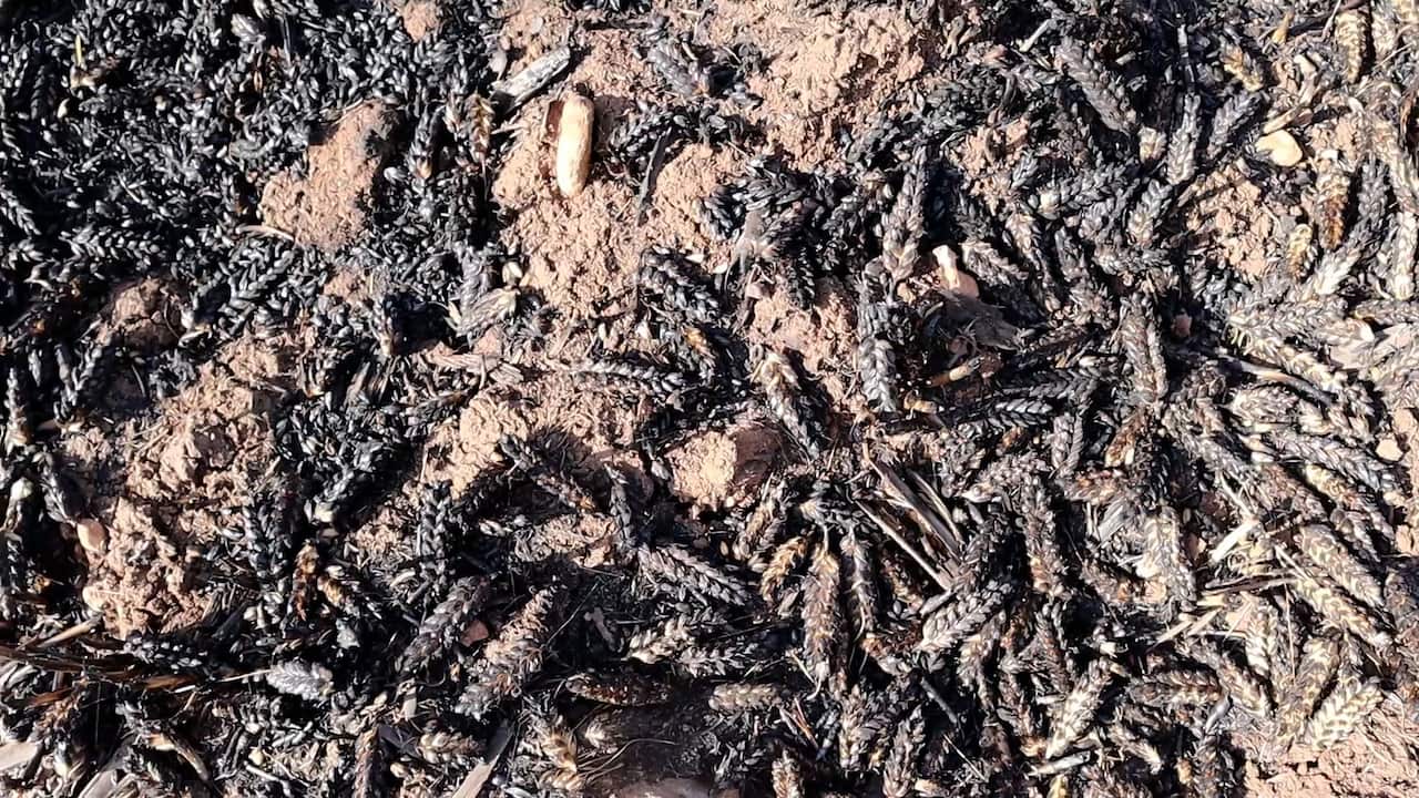 Field of burt wheat spikes.jpg