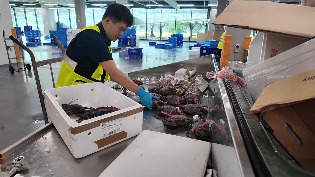 Thương nhân kiểm tra cua buổi sớm.jpg