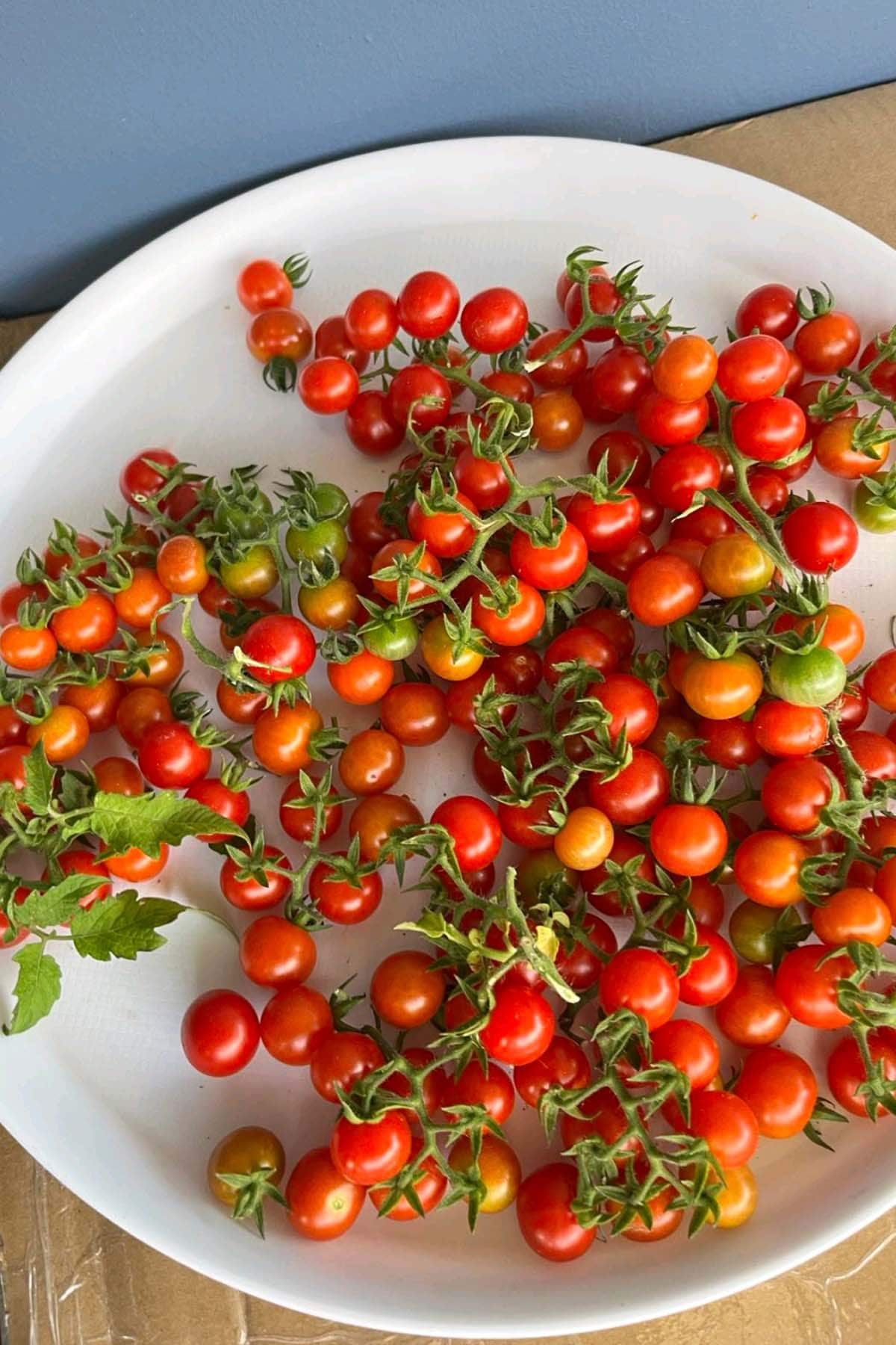 TSSHgarden15 SBS 4.jpg