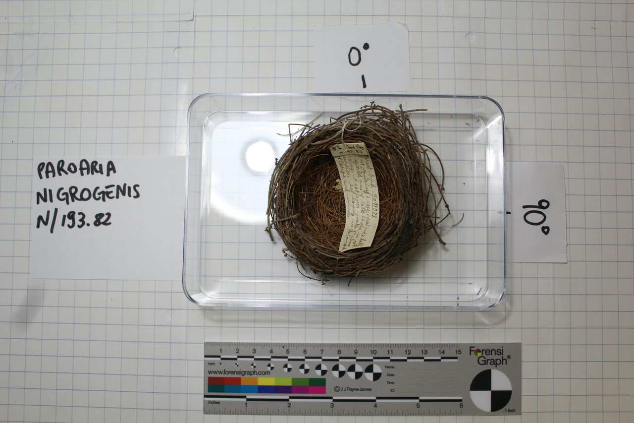 A nest of Paroaria nigrogenis, collected in 1898 and preserved at the Natural History Museum, Tring, UK.