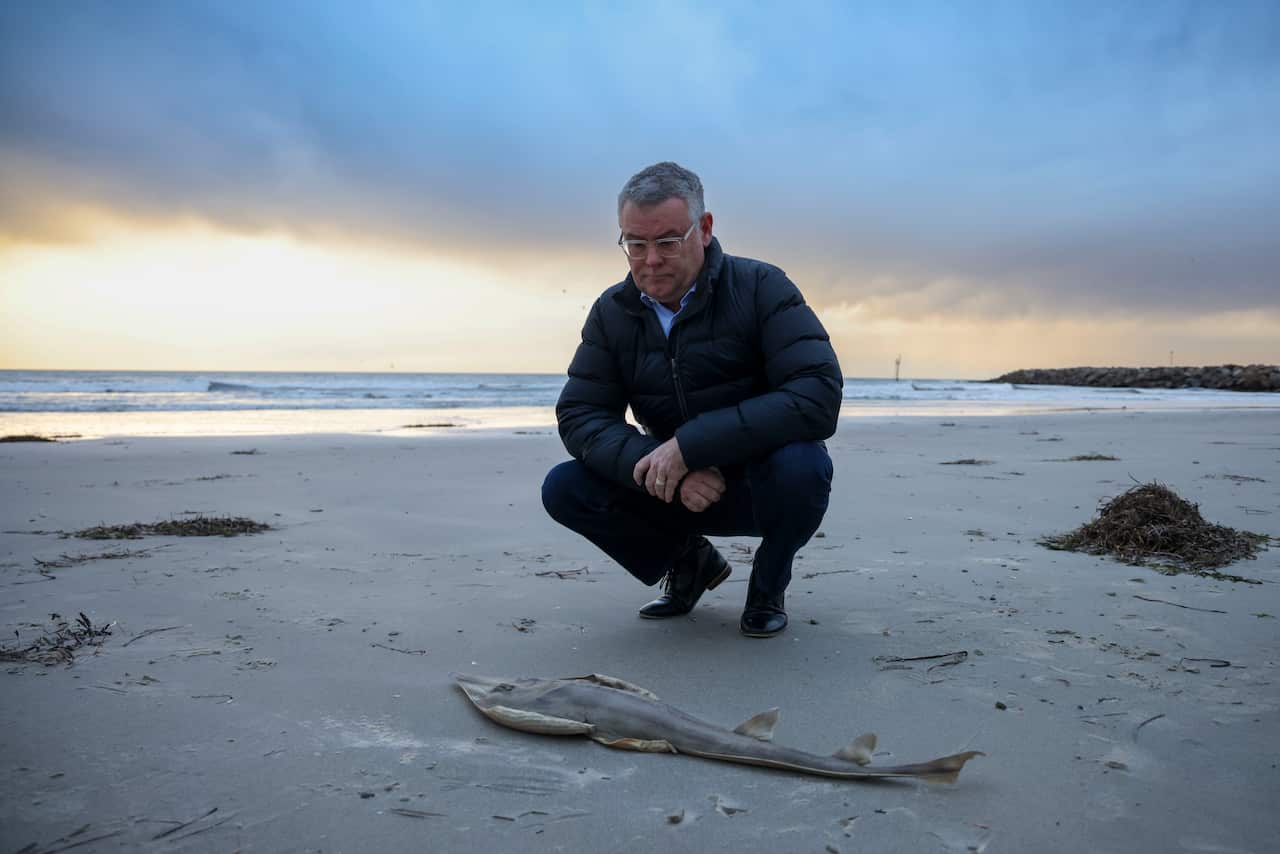 Un hombre está arrodillado en una playa frente a un pez muerto.