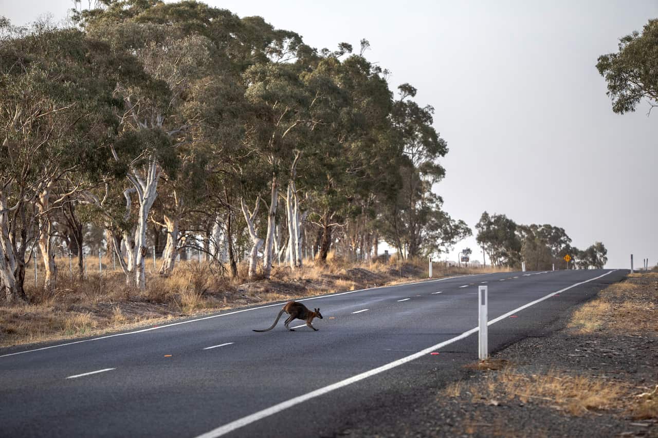 Kangaroo on a road in a bush area