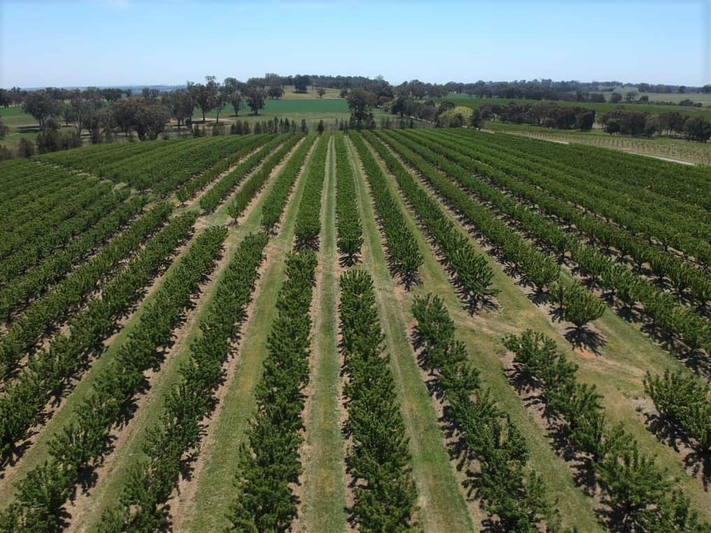 Antico invests in Australian farms 