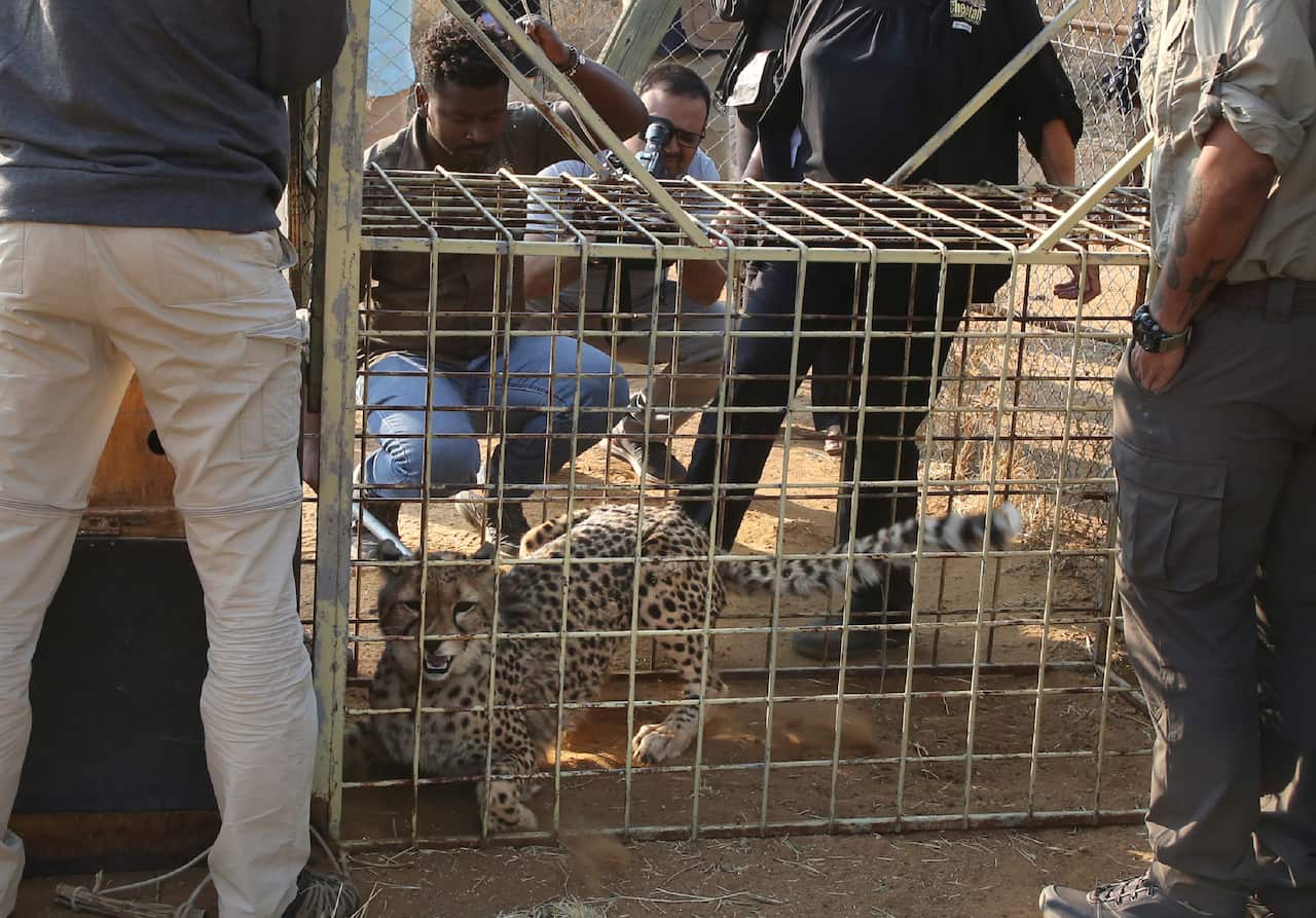 Namibia India Cheetahs