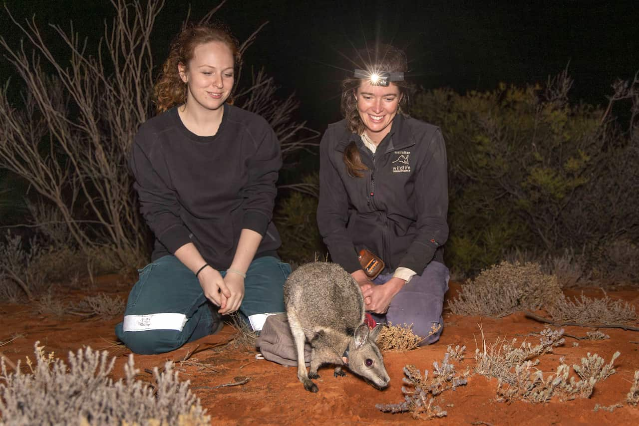 Emily Burton and AWC Field Ecologist Jess Holding (right) releasing a wallaby at Scotia.