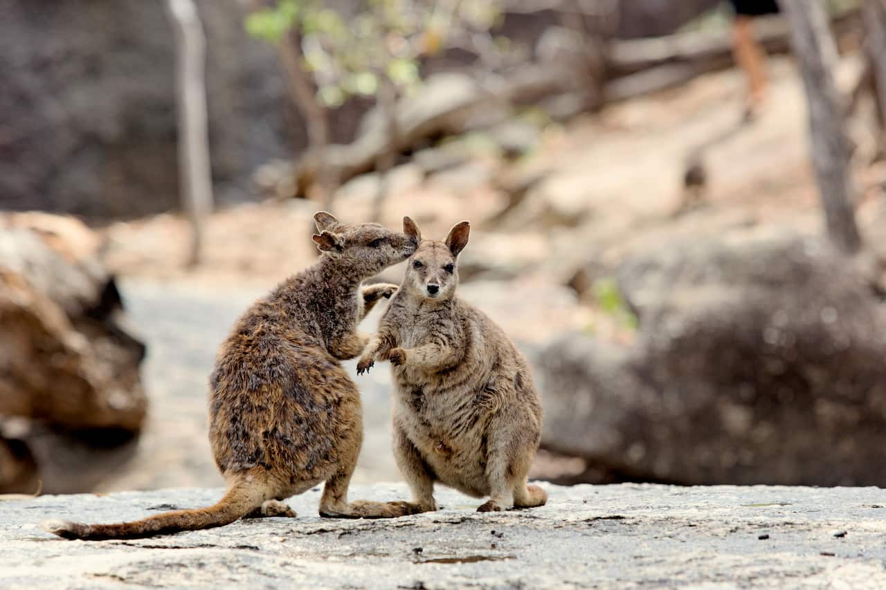 Two rock wallabies