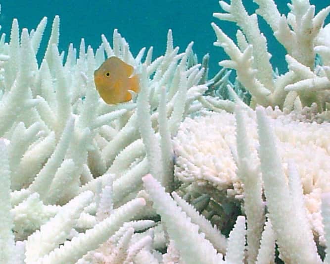 BLEACHED CORALS