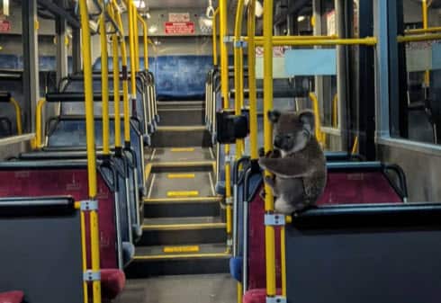 Koala Brisbane bus.jpg