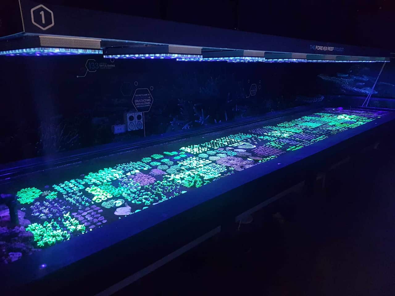 LivingCoralBiobank_Ark_PortDouglas_quer2.jpg