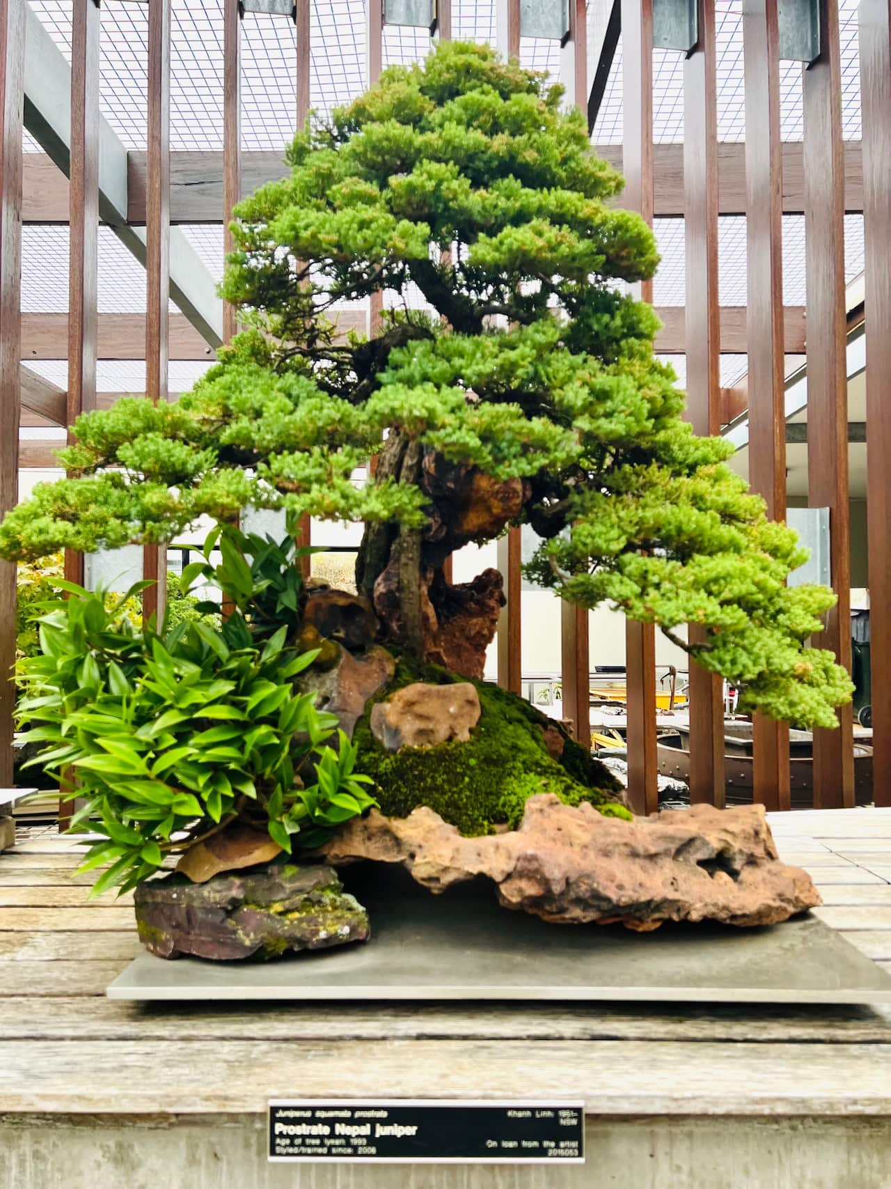 bonsai 2_5.jpg