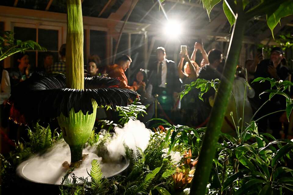Stinky corpse flower begins long-awaited bloom in Sydney | SBS News