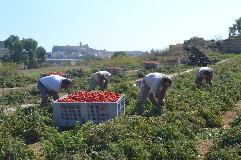 A 90-year-old obsession with Maltese tomato paste | SBS Food