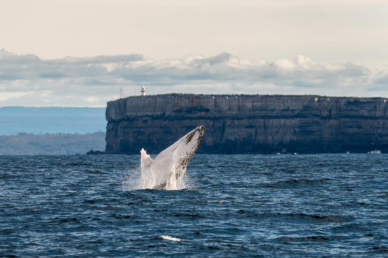 Humpback whale breaching in front of Point Perpendicular, Jervis Bay, NSW, Australia.