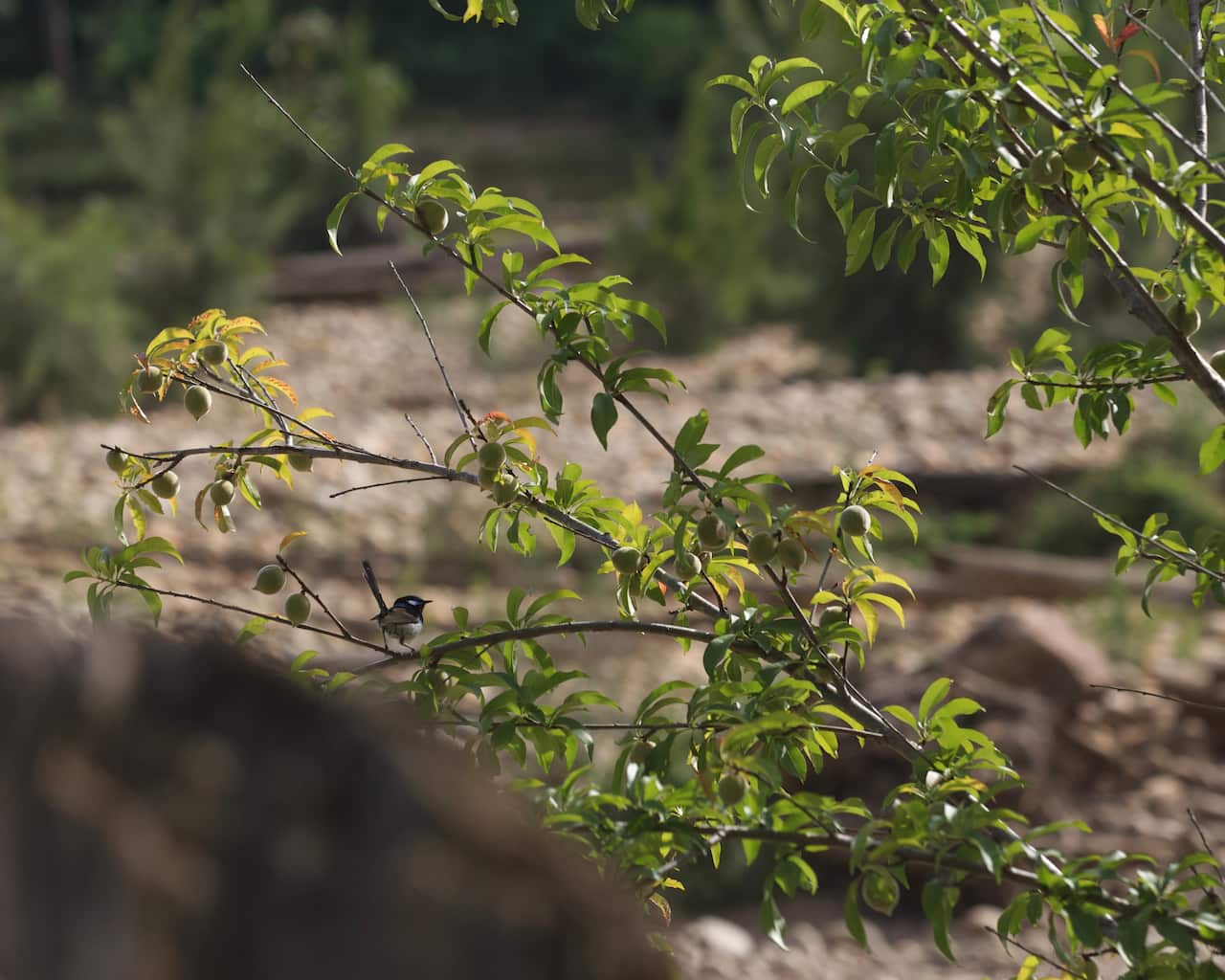 A bird perched on a branch of a tree.