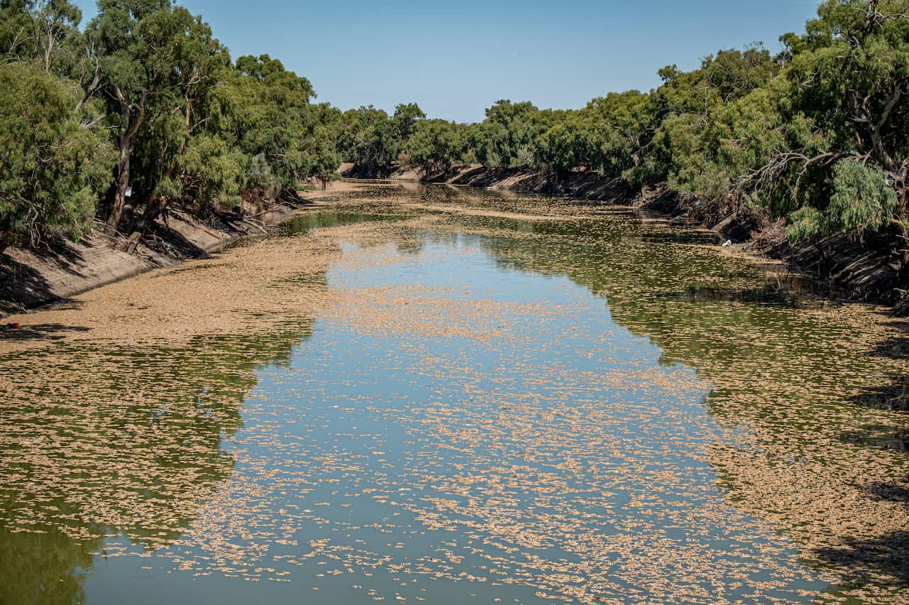 NSW MENINDEE MASS FISH KILLS