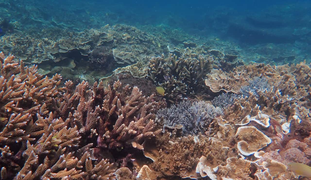 Around Keppel Islands |October 2025