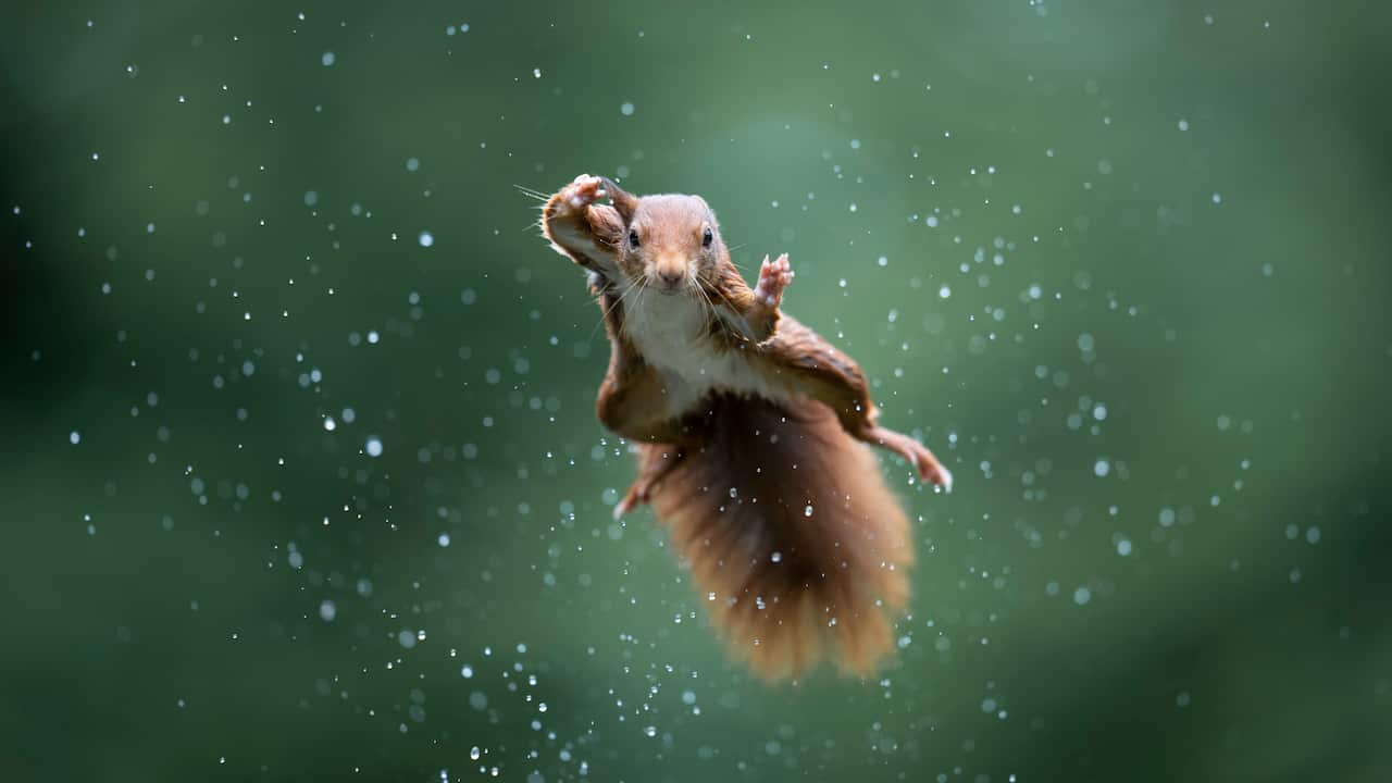 Jumping Jack