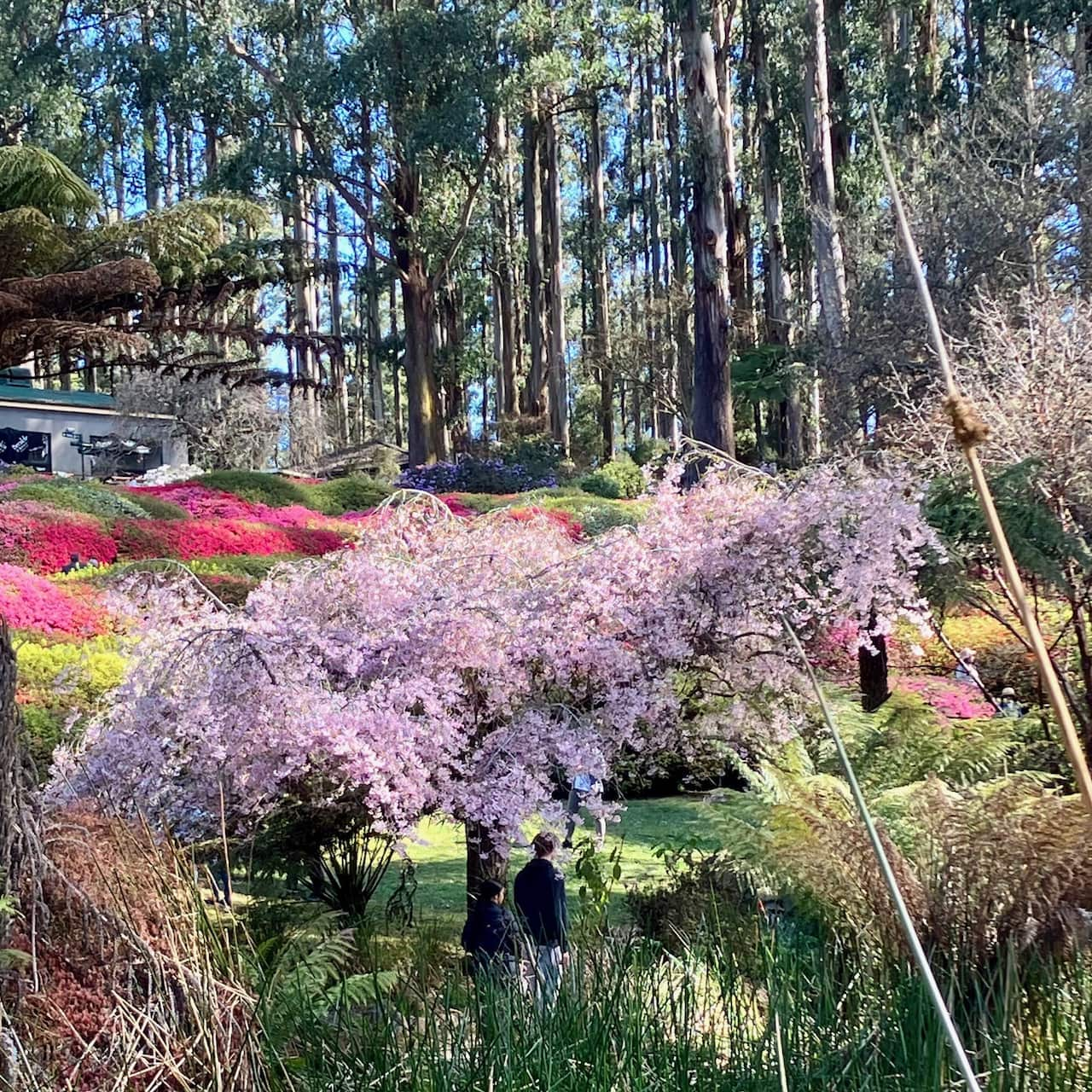 dandenong garden.jpg