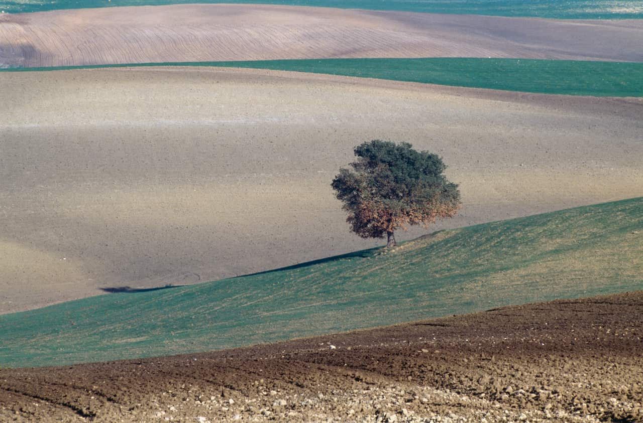 Hilly landscape with tree, Lazio