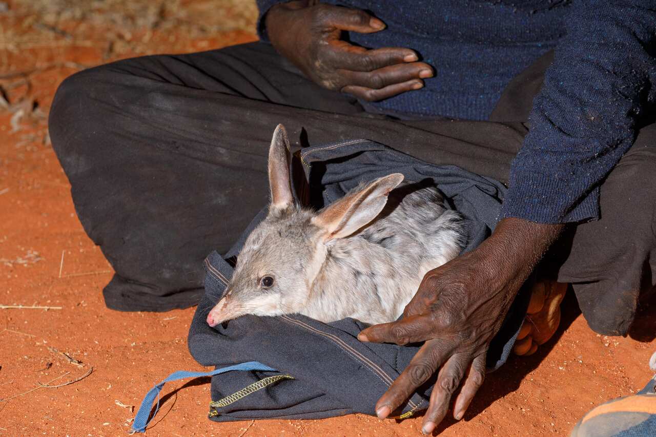 Bilby in Newhaven