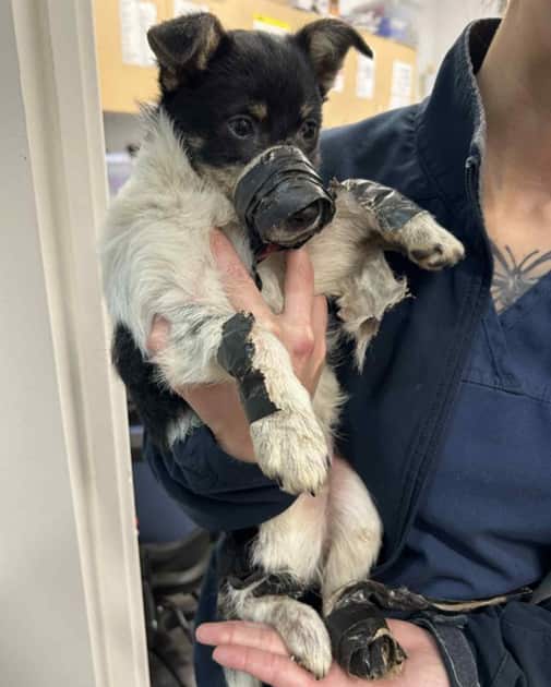 cfi-dumped-puppies-inbody2.jpg