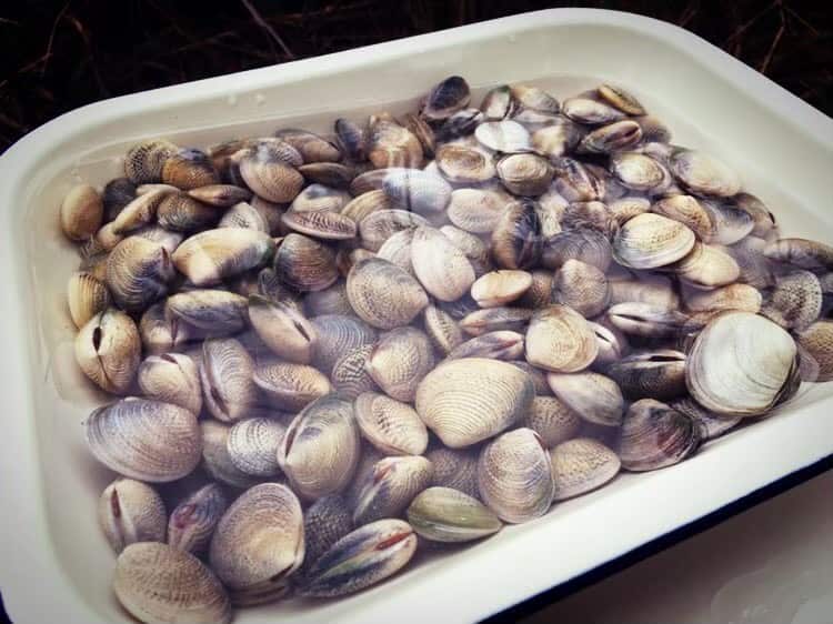 (希少)チリメンアオイガイ　貝　オーストラリア産 希少)チリメンアオイガイ 貝 オーストラリア産 Microshells: Argonauta