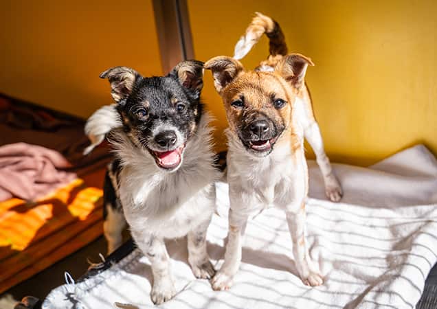 cfi-dumped-puppies-inbody3.jpg