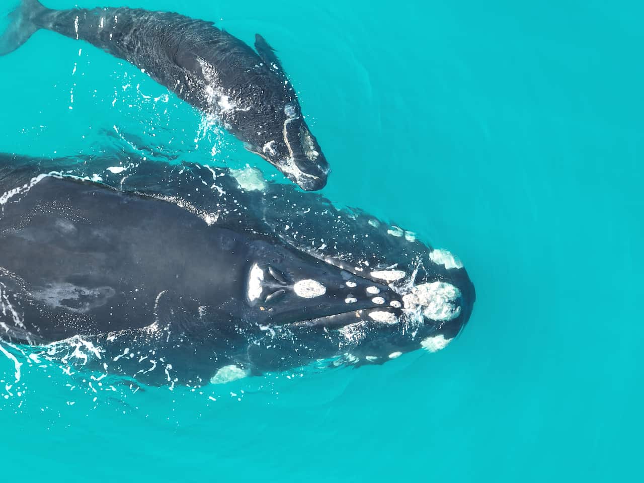 20250822_CC12 MUM and CALF.JPG