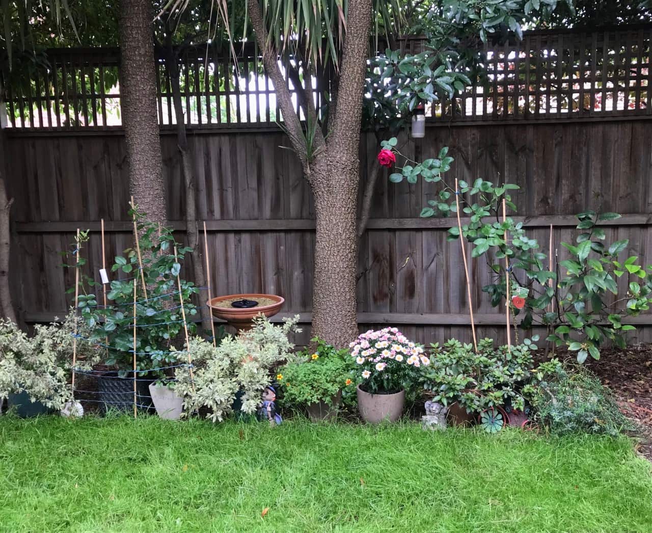 lawn backyard.jpg