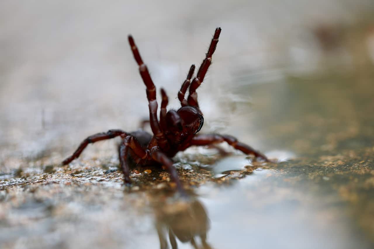 WET WEATHER FUNNEL WEB SPIDERS