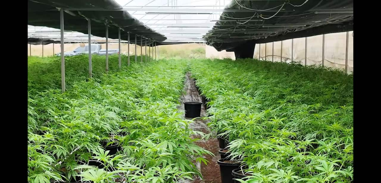 a large-scale cannabis production facility