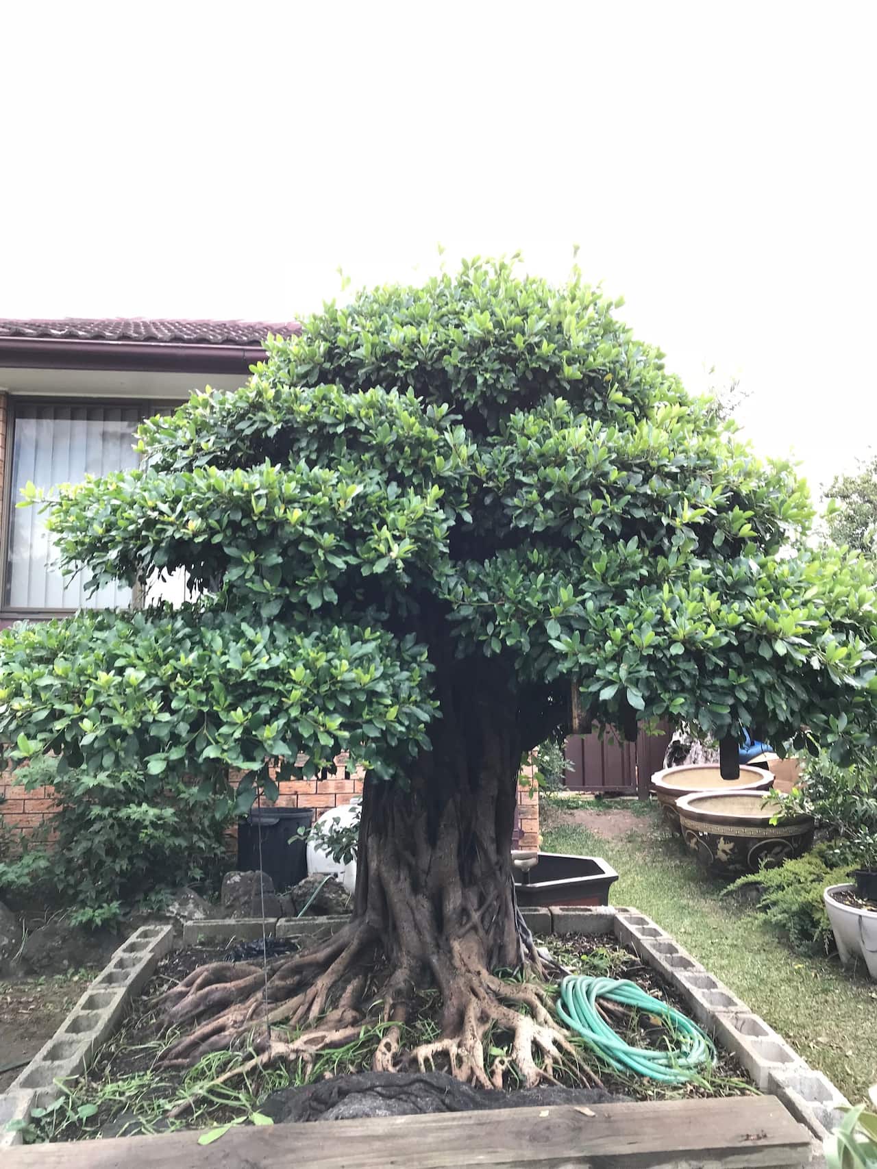 bonsai 2_3.jpg