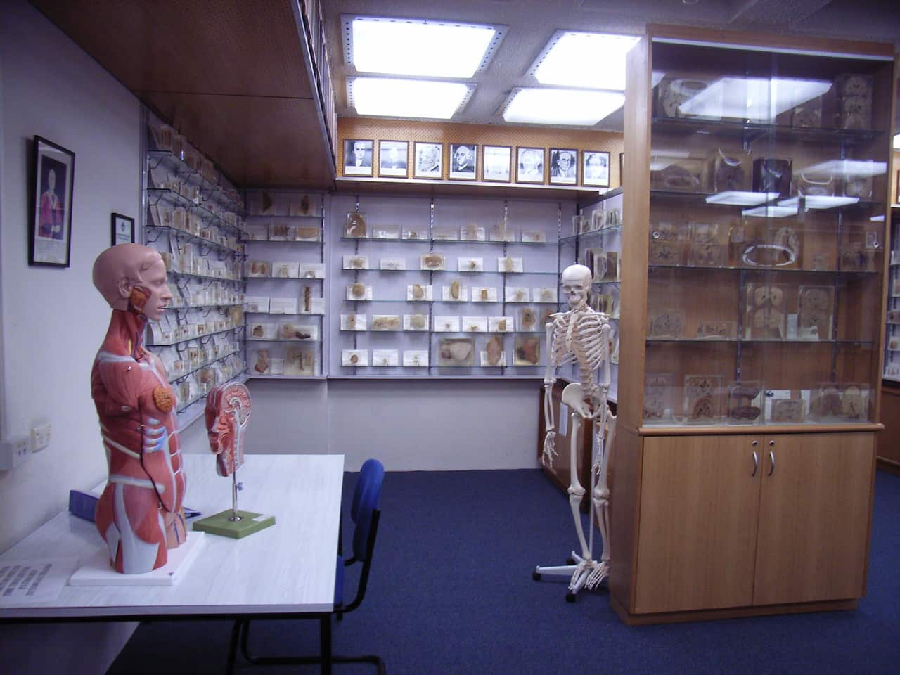 a room with a skeleton, bone and body samples on shelves