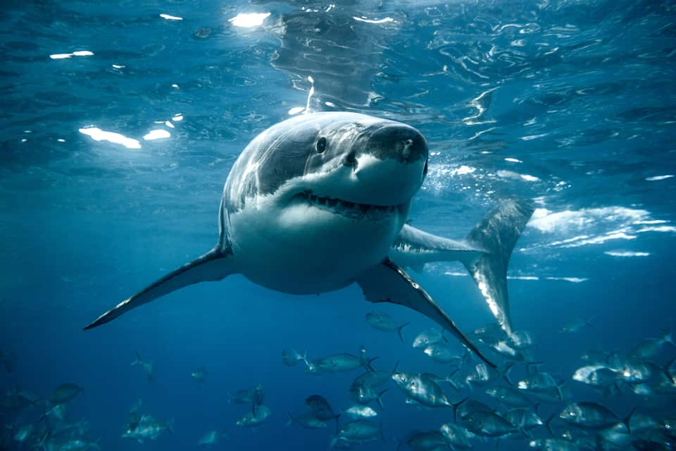 What are shark bite