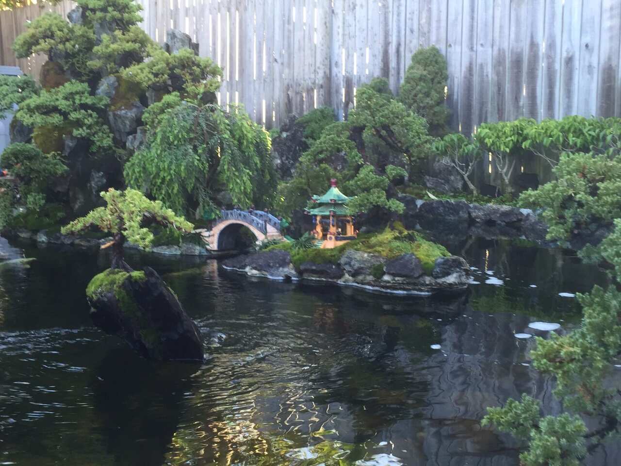 bonsai 2_6.jpg