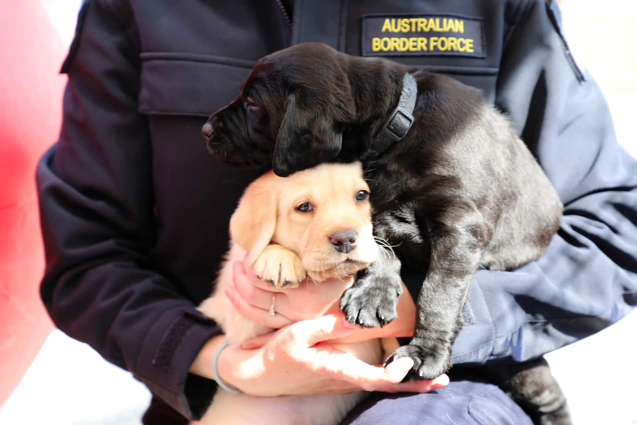Officer-holding-pupp.jpg