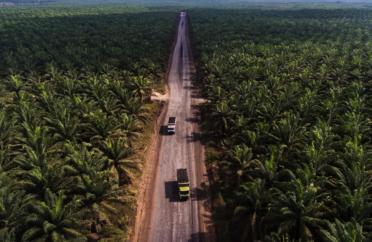 Palm Oil Plantation