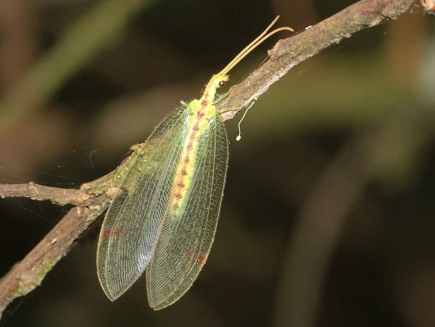 green lacewings.jpg