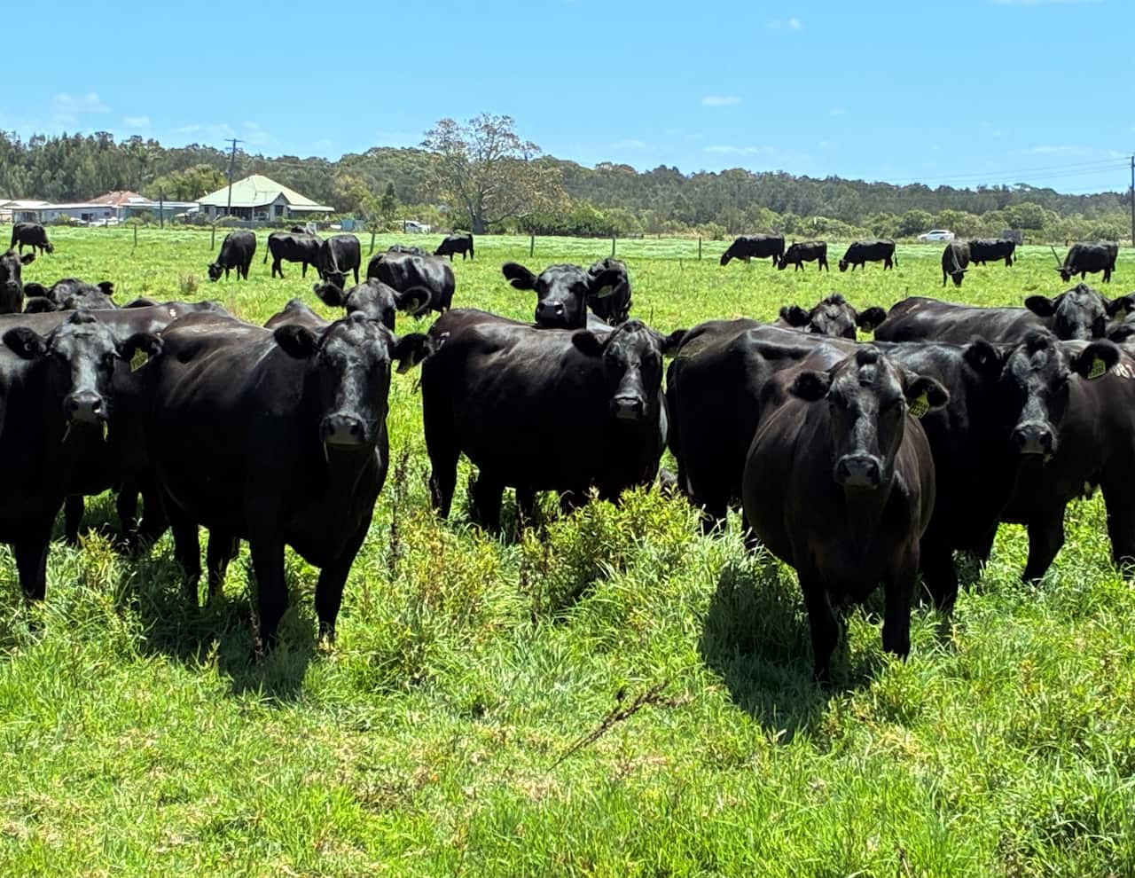 Black cows stand facing camera in a green field under a blue sky.