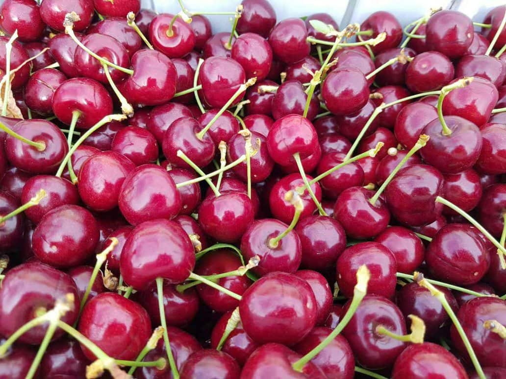 Antico International exports cherries worldwide