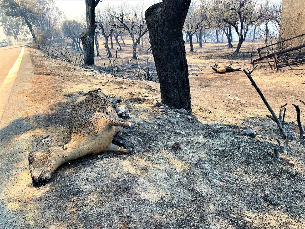 GREECE WILDFIRE
