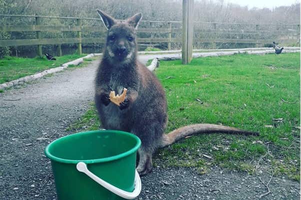 A wallaby holding a piece of half-eaten bread stands in front of a bucket.