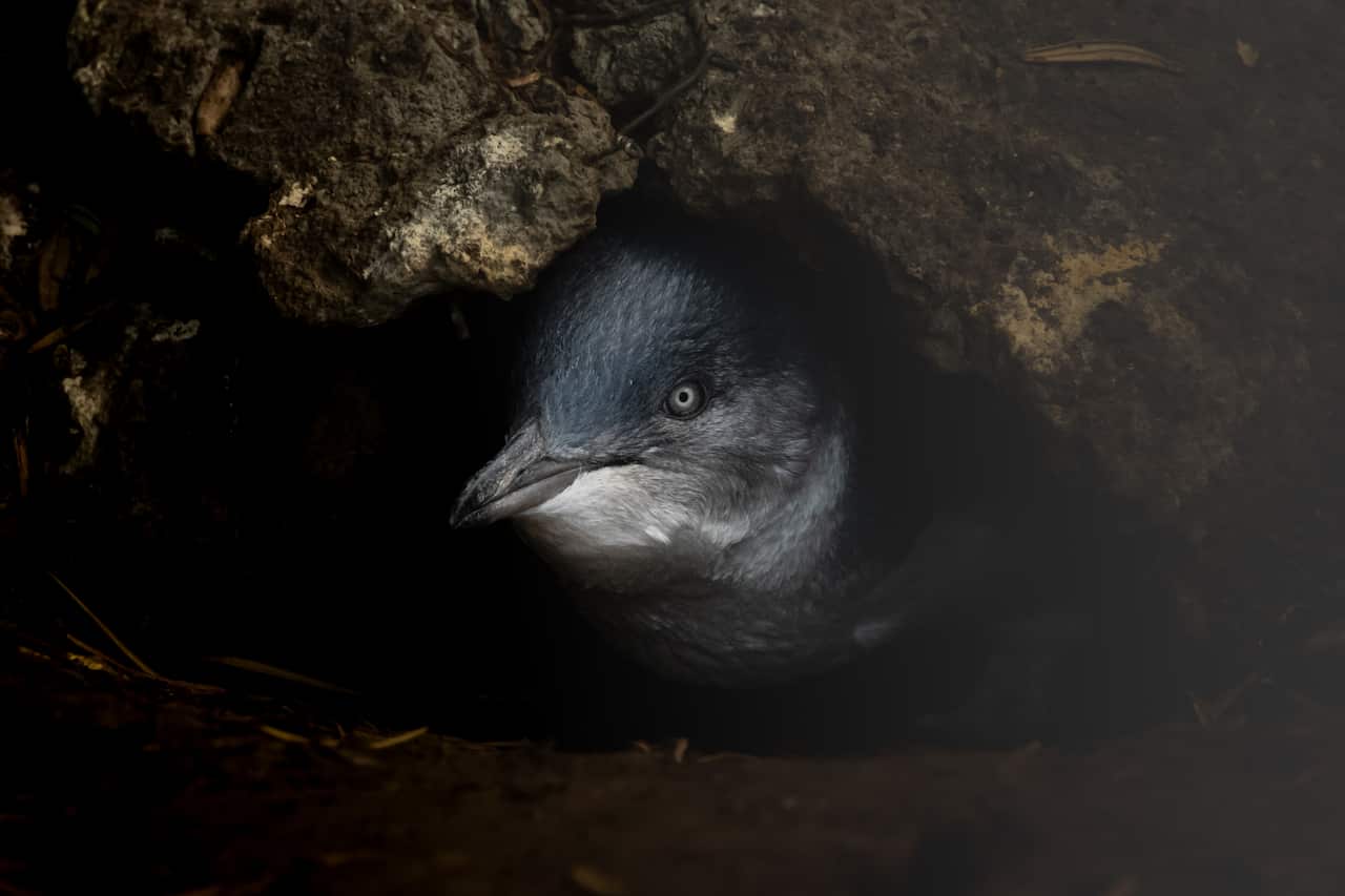 pinguino.jpg