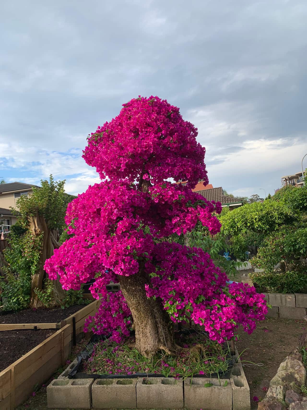 bonsai 2_4.jpg