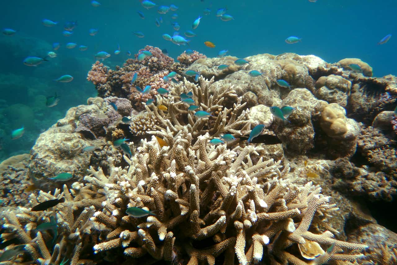 Coral underwater.