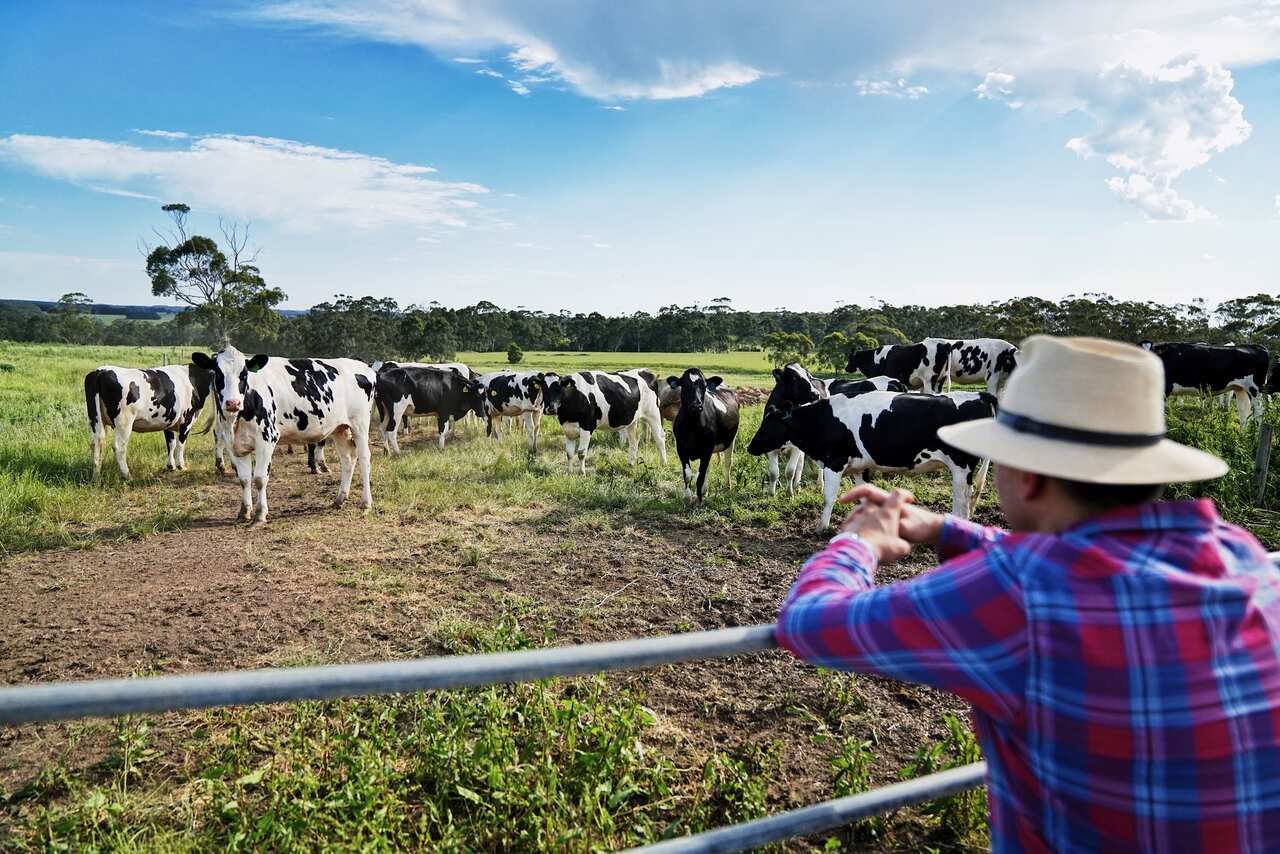 PEPE SAYA IMAGES 2.JPG