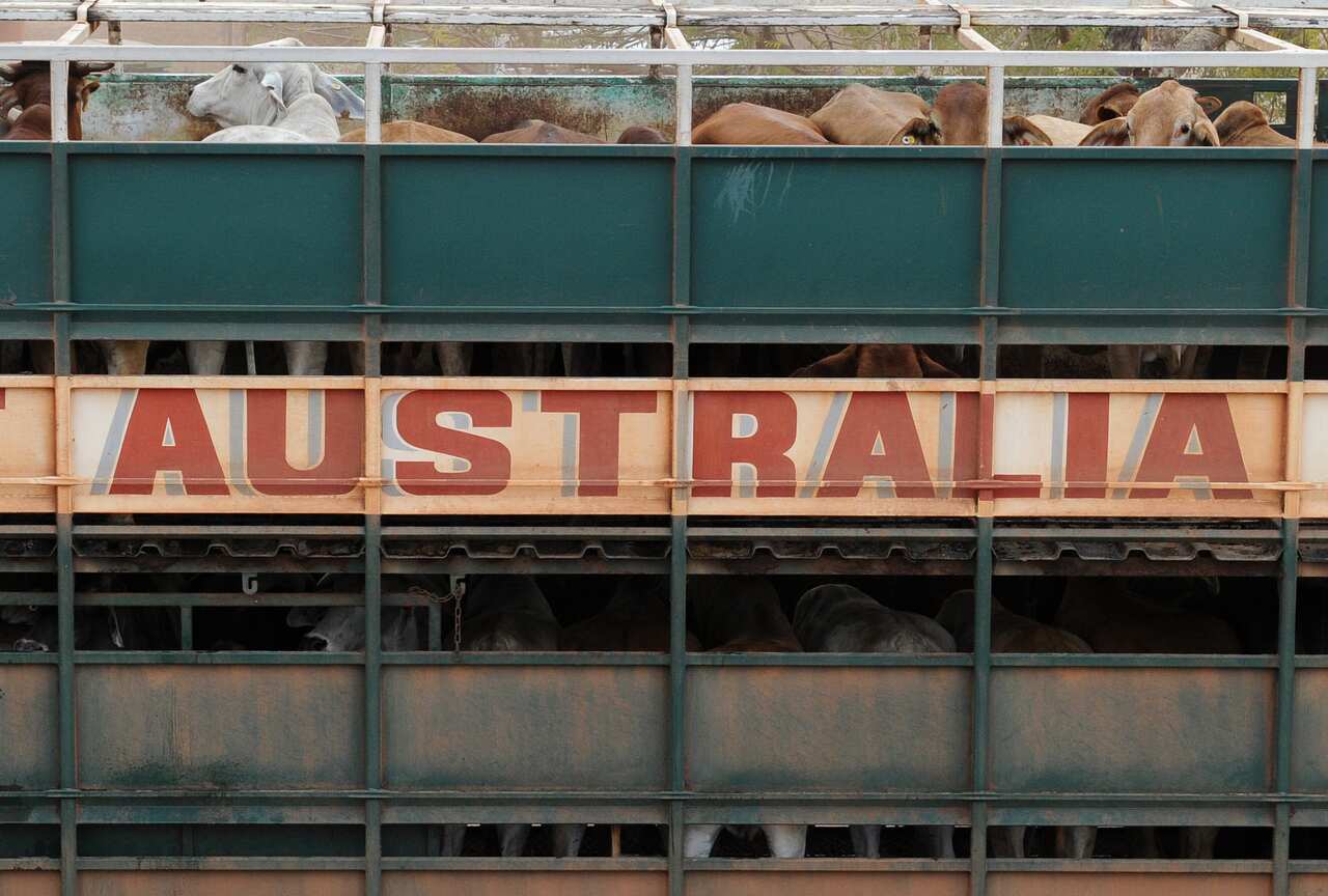 CATTLE NORTHERN TERRITORY FEATURE